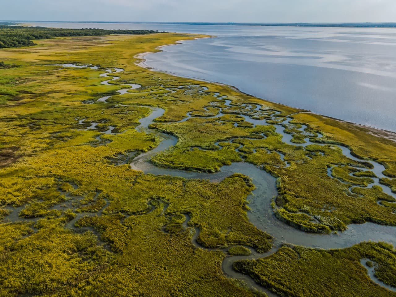 Aerial view of winding marsh channels along the lower Mobile Bay shoreline.
